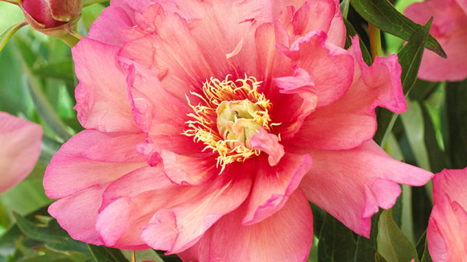 Hillary Itoh Hybrid Peony