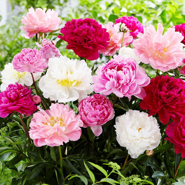 The Difference between Herbaceous Peonies and Itoh Hybrid Peonies