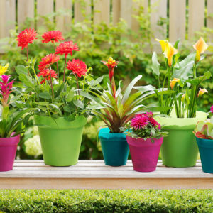 Potted Bulbs