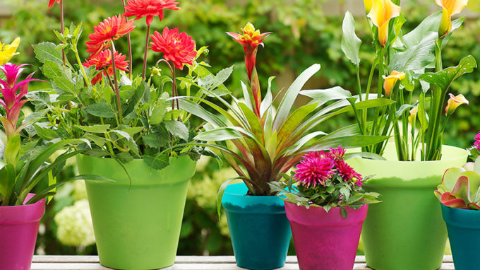 Potted Bulbs