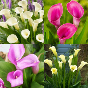 A Lady's Favorite Calla Collection