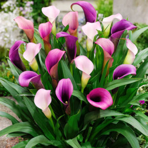 Mixed Calla Lilies