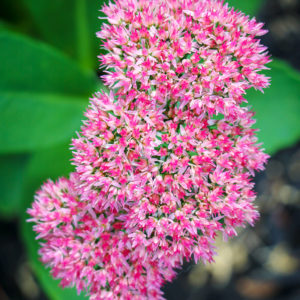 Autumn Joy Sedum