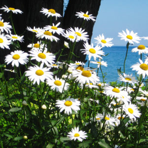 Shasta Daisies