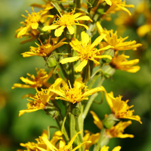 The Rocket Ligularia