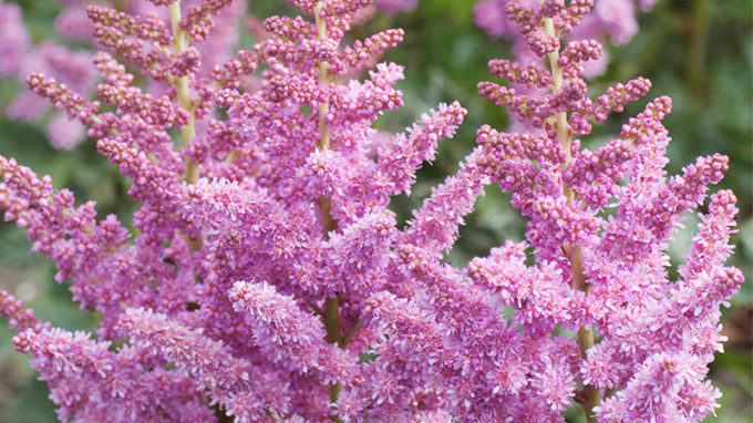 Visions Astilbe