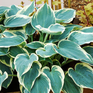 El Nino Hosta