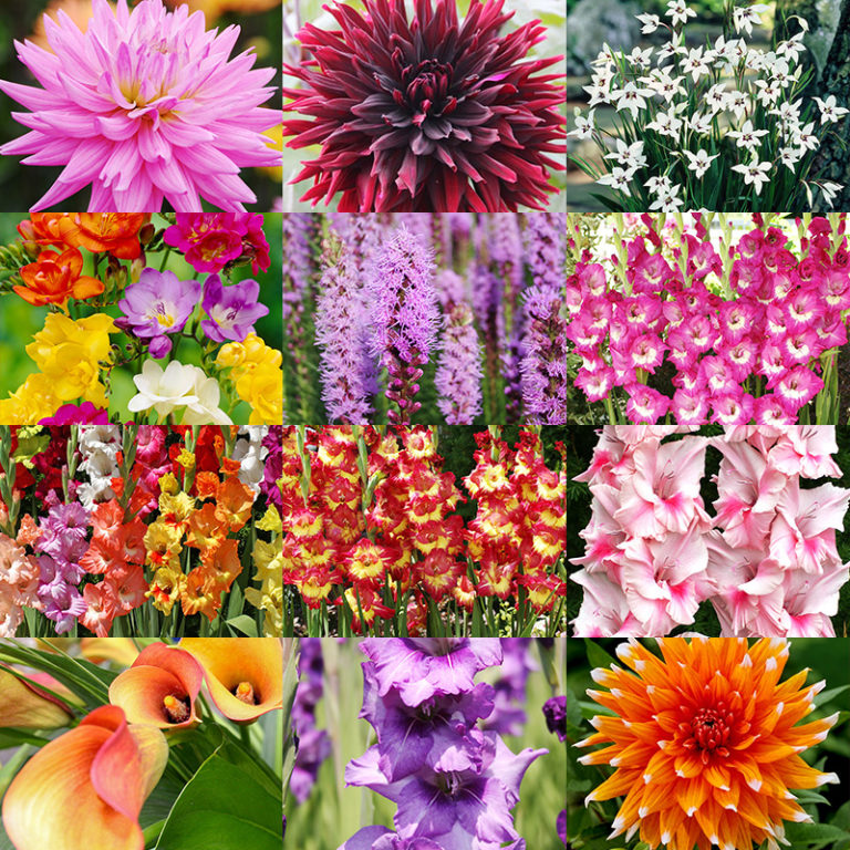 Mother’s Day Garden Gift Ideas (That aren’t hanging baskets) Bulb