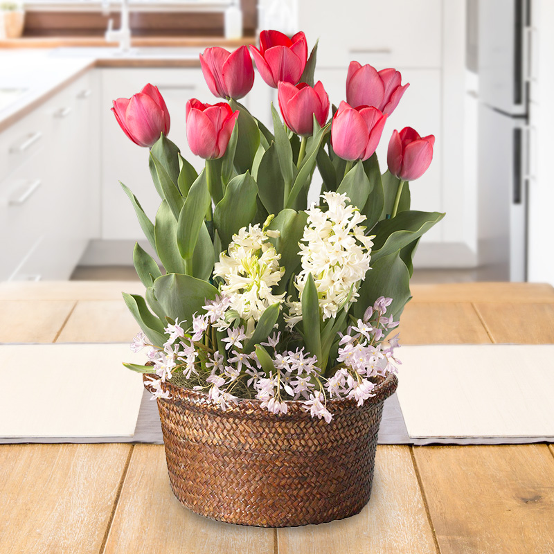 Mother’s Day Garden Gift Ideas (That aren’t hanging baskets) Bulb