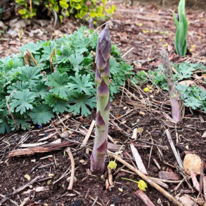 Asparagus in Soil