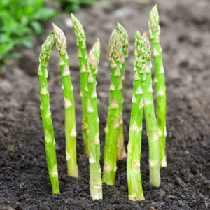 Asparagus