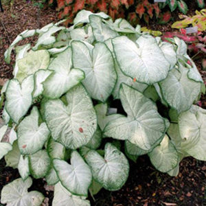 Moonlight Caladium