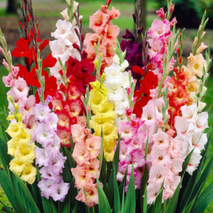 Mixed Gladiolus