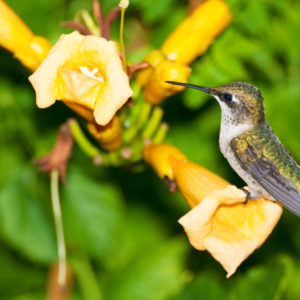 Yellow Trumpet Vine