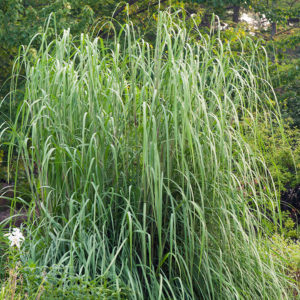 Hardy Pampas Grass