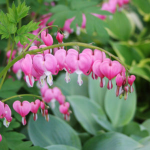 Bleeding Hearts