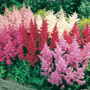 Mixed Astilbe