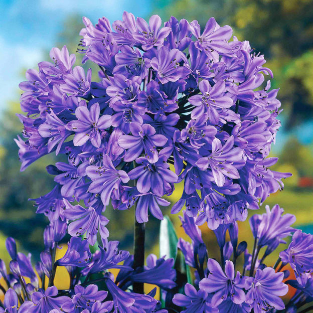 Top 12 Deer Resistant Summer Blooming Perennials and Bulbs Bulb Blog