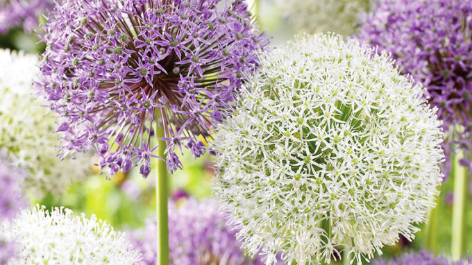 Big Impact Allium