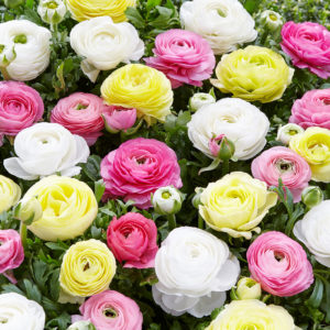 Mixed Ranunculus