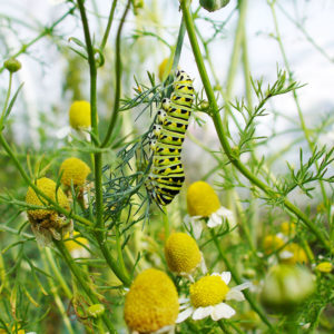 Black Swallowtail Caterpillar