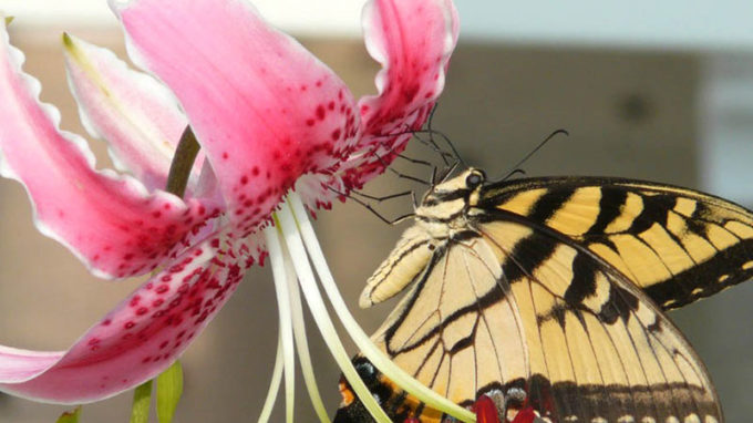 Butterfly on Lily