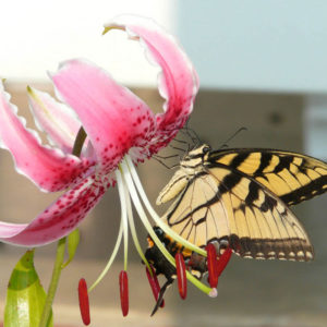 Butterfly on Lily