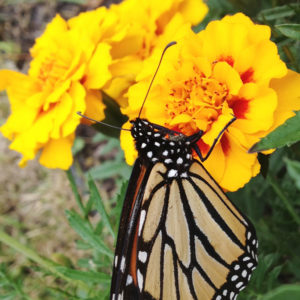 Butterfly on Marigold