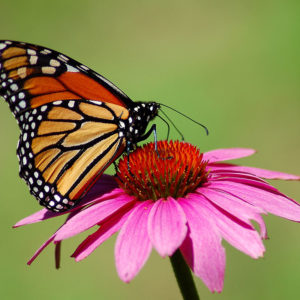 Monarch on Coneflower