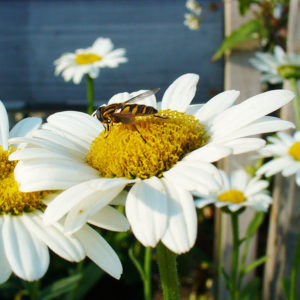 Bee on Shasta Daisy