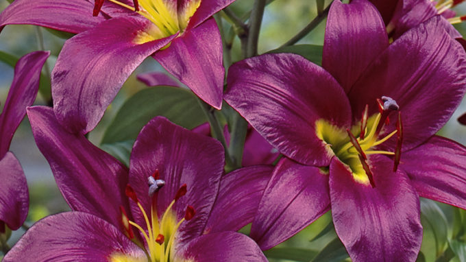 Purple Prince Orienpet Lilies