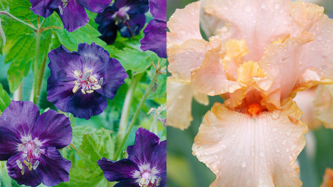 Raven Cranesbill and Beverly Sills