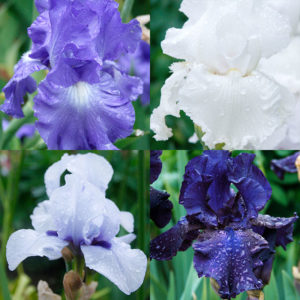 Bearded Iris