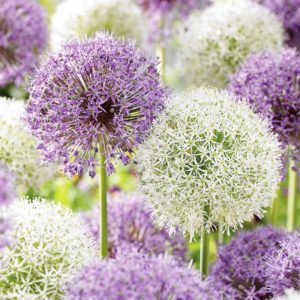 Mélange d'Allium