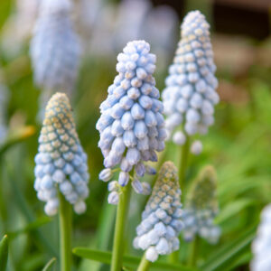 Baby Breath Muscari Baby Breath Muscari