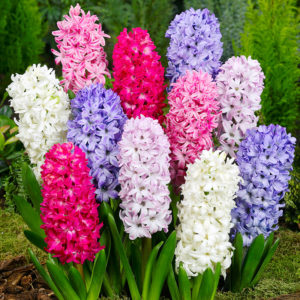 Giant Mixed Hyacinths