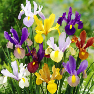 Mixed Dutch Iris