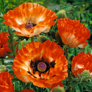 Pinnacle Oriental Poppy