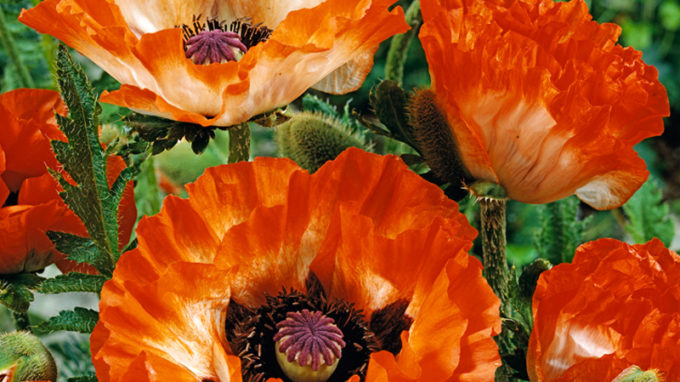 Pinnacle Oriental Poppy