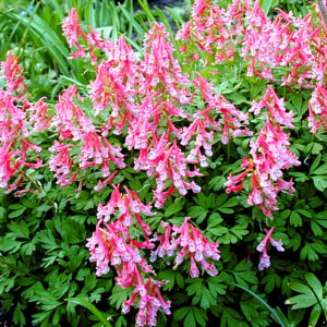 Beth Evans Corydalis