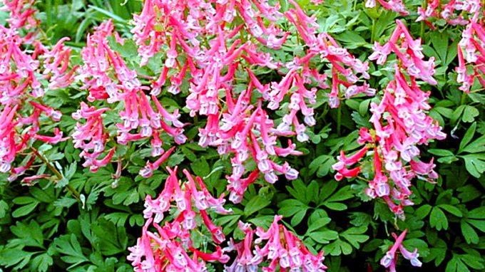 Beth Evans Corydalis