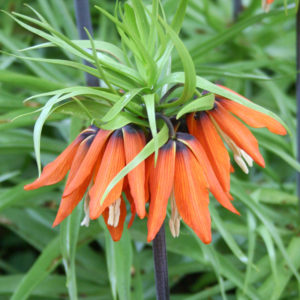 Fritillaria