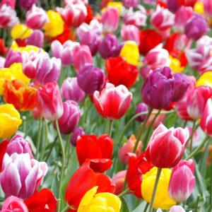 Mixed Tulips