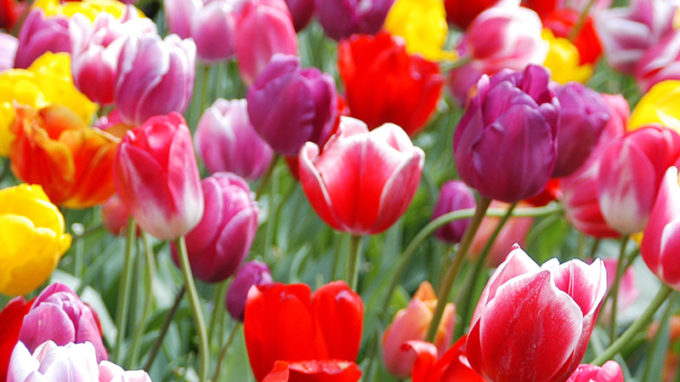 Mixed Tulips