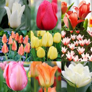 Perennial Tulip Collection