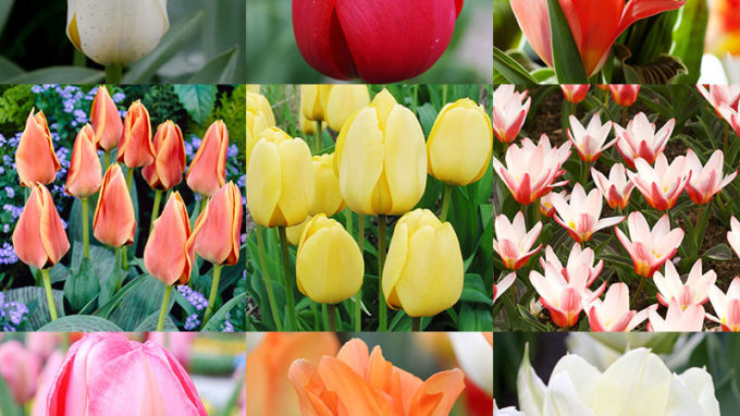 Perennial Tulip Collection