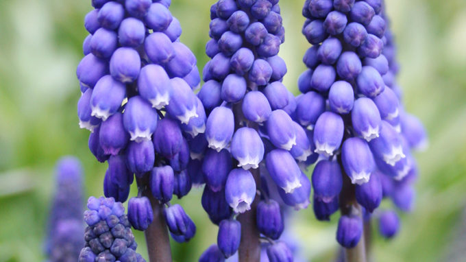 Muscari