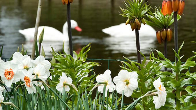 Daffodils and Fritillaria