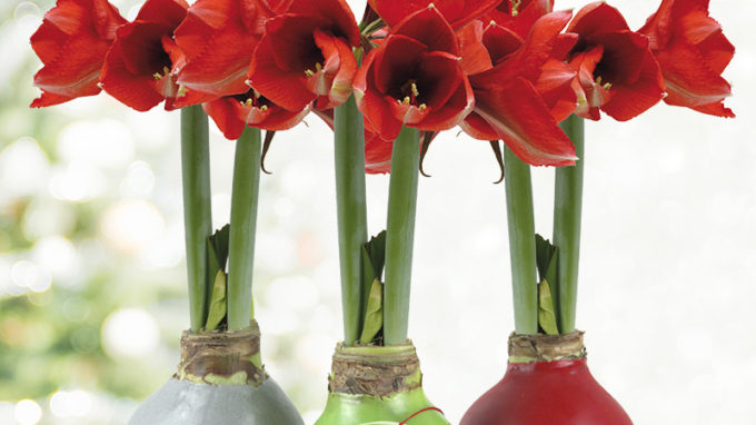 Waxed Amaryllis