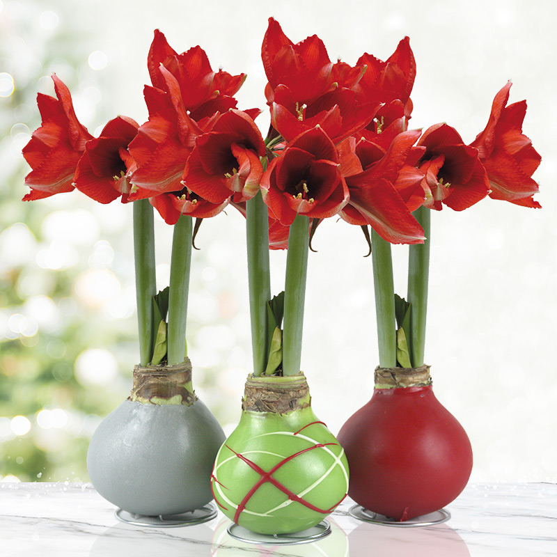 what to do with a waxed amaryllis bulb